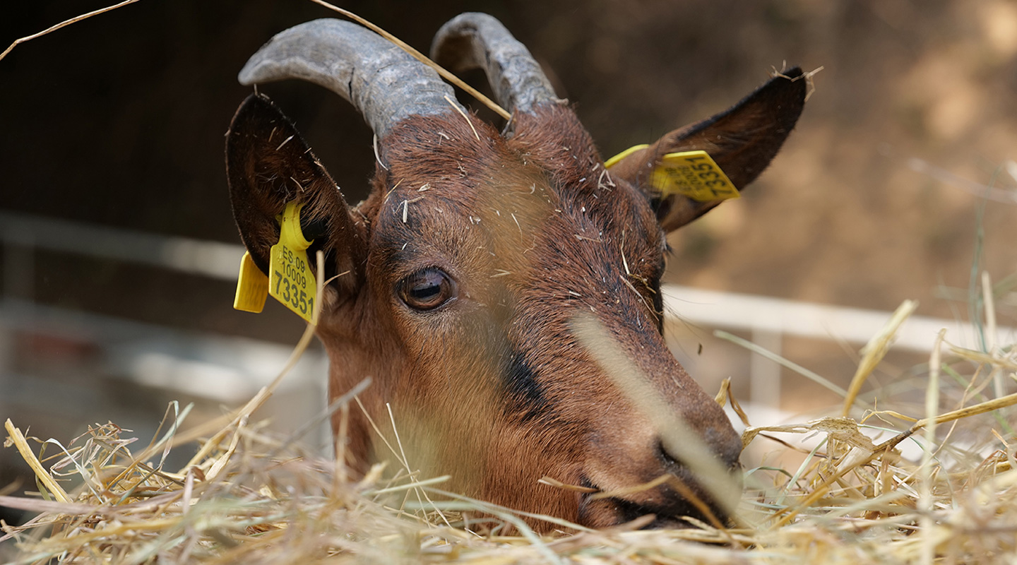 formatgeria del montseny